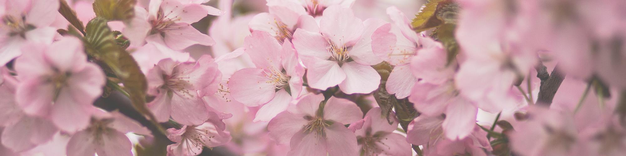 Cherry Blossoms